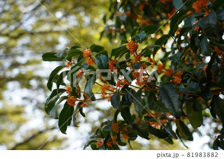 キンモクセイ 81983882