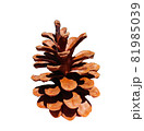 Cone isolated on white background. JPG format cone, needles and Christmas tree 81985039