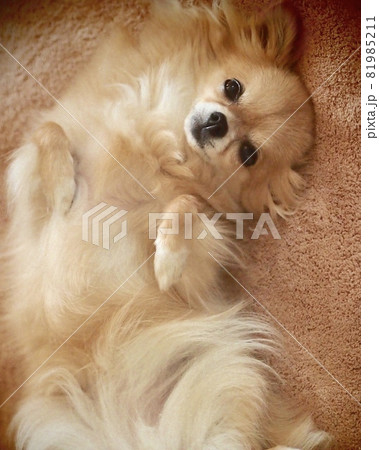 へそ天 チワワ*