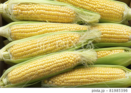 新鮮なトウモロコシ 81985396
