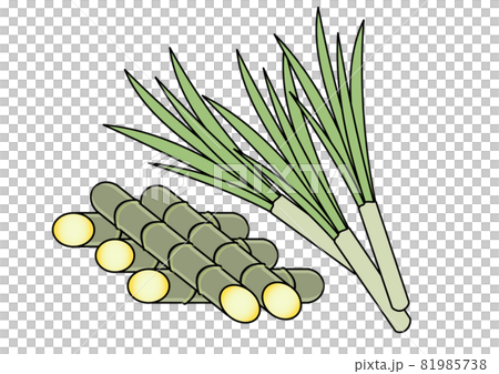 バイオプラスチック バイオマスも原料ともなるサトウキビのイラスト 野菜素材 エコ Sdgs関連に のイラスト素材