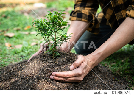 Man carrying seedling in two hands and protection new growing seedling to planting into soil in the garden 81986026