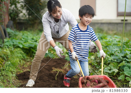 収穫したサツマイモを運ぶ男の子 81986330