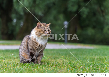 Cute Fluffy Cat Sitting on the Grass Cute Fluffy Cat Sitting on the Grass 81986331