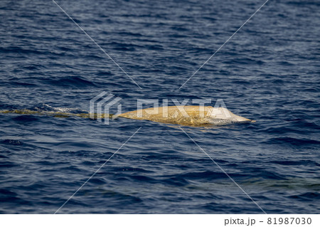 Rare Cuvier Goose Beaked whale dolphin Ziphius cavirostris Rare Cuvier Goose Beaked whale dolphin Ziphius cavirostris 81987030