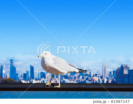 ニューヨーク　リバティ島のカモメとマンハッタン 81987147