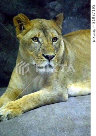 寝そべるメスライオンのアップ　 81987195