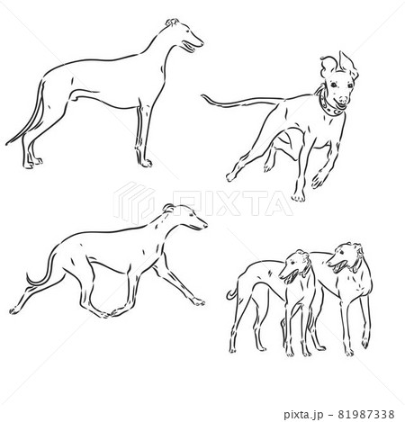 greyhound dog freehand pencil, hand drawn, isolated on white background. 81987338