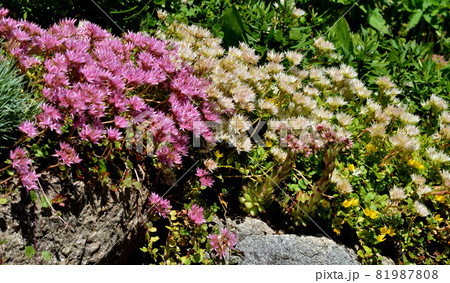 Flowery rocks of the Alps 81987808