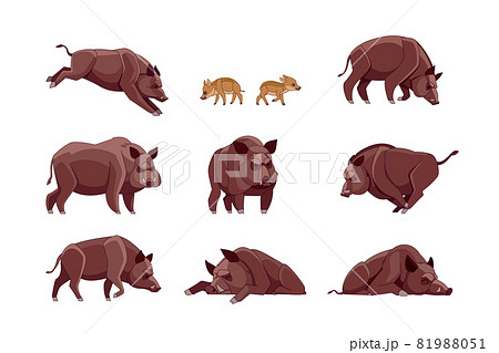 Set of Wild boar in different poses looking, running, walking, sleeping, attack. Wild forest creature different poses. Vector flat cartoon character of big mammal animal illustrations isolated Set of Wild boar in different poses looking, running, walking, sleeping, attack. Wild forest creature different poses. Vector flat cartoon character of big mammal animal illustrations isolated 81988051