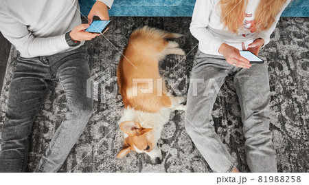 Top view of married couple sitting on the floor with adorable Corgi and using mobile phones. Young man and woman surfing the internet on smartphones while spending time with cute dog at home. 81988258