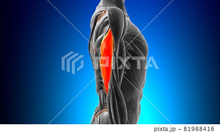 Lateral head triceps brachii Muscle Anatomy For Medical Concept 3D 81988416