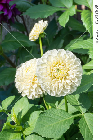 花 フラワー お花 81988699