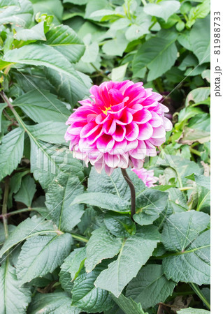 花 フラワー お花 81988733