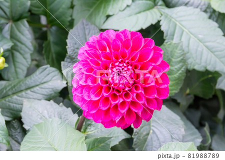 花 フラワー お花 81988789