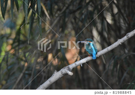 オスのカワセミ（根川緑道･立川公園／東京都立川市） 81988845