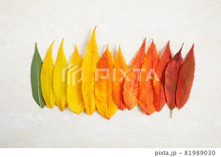 Colorful rainbow color gradient autumn leafs. Autumn season change concept. 81989030