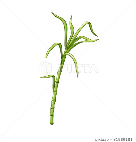 Sugar cane on a white isolated background. Green leaves and stem. Vector illustration in cartoon style 81989181