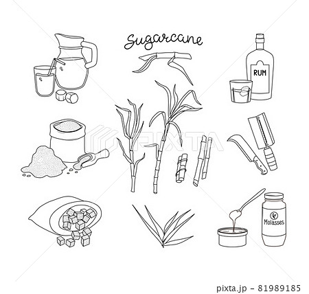 Sugar cane and its products set. Rum, juice and... - Stock Illustration  [81989185] - PIXTA