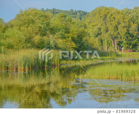 Beautiful landscape of the marsh area of Wisconsin River in Sauk County, Wisconsin 81989328