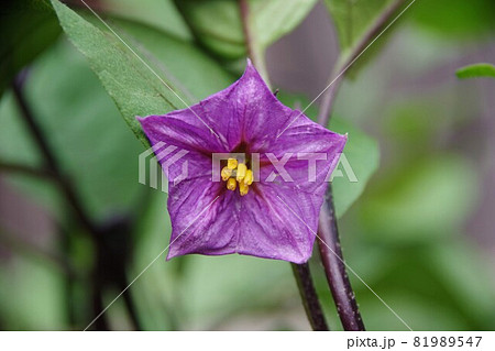 茄子の花 茄子の花 81989547