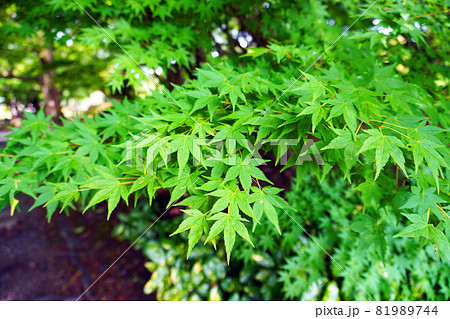 名古屋城周辺 日本庭園 名古屋城周辺 日本庭園 81989744