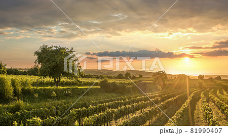 Colorful sunset over vineyards in Wachau valley, Lower Austria, Austria Colorful sunset over vineyards in Wachau valley, Lower Austria, Austria 81990407