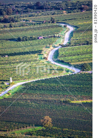 Wachau valley with road between vineyards in Lower Austria, Austria 81990420
