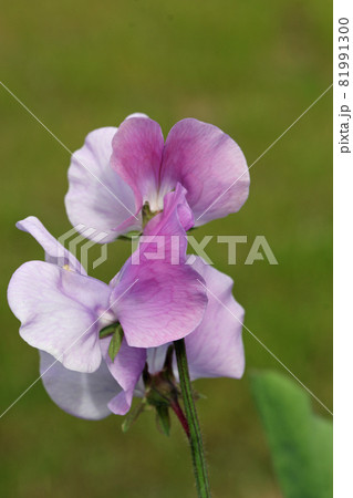 Lilac sweet pea flowers in close up Lilac sweet pea flowers in close up 81991300