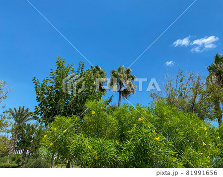 Tropical island, palm trees on sky background 81991656
