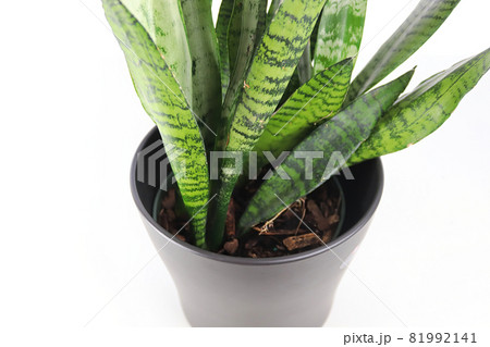 Closeup of the Mother In Law Snake Plant on a white table Closeup of the Mother In Law Snake Plant on a white table 81992141