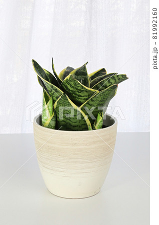 Side view of snake plants on a white background Side view of snake plants on a white background 81992160