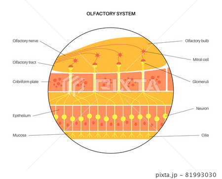 Olfactory system anatomy 81993030