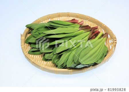 ギョウジャニンニク ギョウジャニンニク 81993828