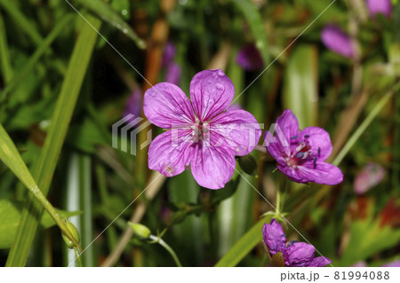 アサマフウロ アサマフウロ 81994088