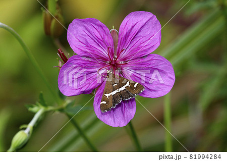 アサマフウロ の花に吸蜜するシロオビノメイガ アサマフウロ の花に吸蜜するシロオビノメイガ 81994284