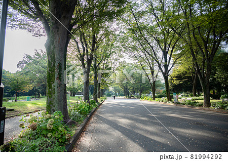 駒沢公園朝の風景 駒沢公園朝の風景 81994292