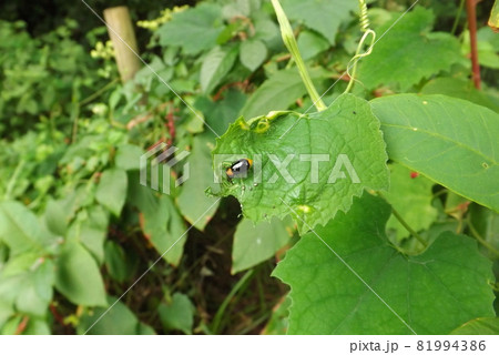 食事中のクロウリハムシ 81994386
