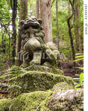 苔の生えた神社の狛犬 苔の生えた神社の狛犬 81994487