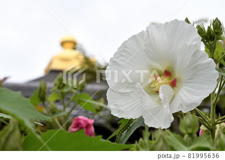 酔芙蓉と擬宝珠 酔芙蓉と擬宝珠 81995636