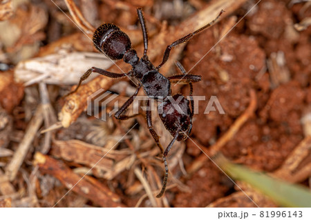 Adult Red Ectatommine Ant 81996143