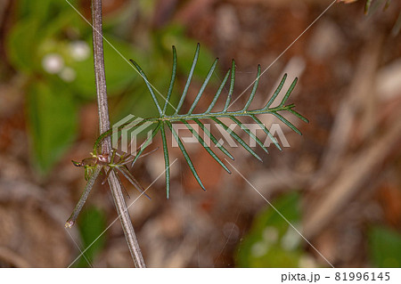 Cypress Vine Leaf Cypress Vine Leaf 81996145