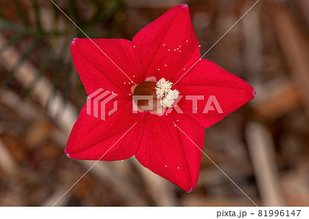 Cypress Vine Flower Cypress Vine Flower 81996147