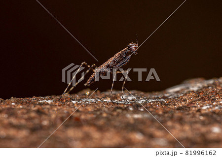 Thespid Mantis Nymph 81996162