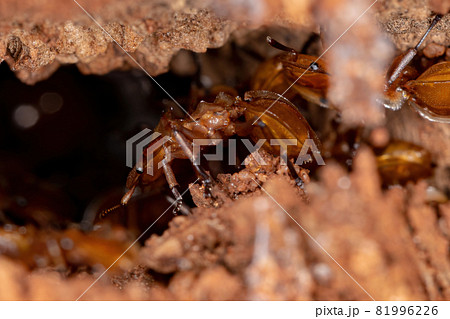 Adult Yellow Turtle Ant 81996226