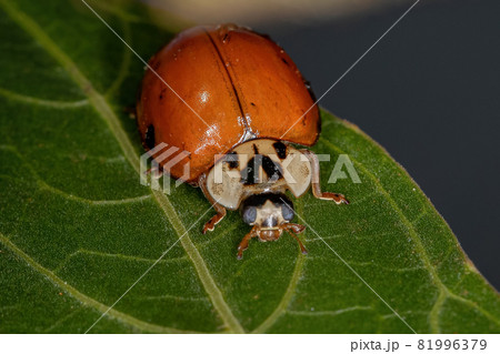 Adult Asian Lady Beetle 81996379