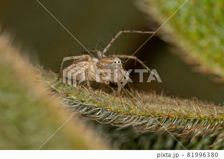 Striped Lynx Spider Striped Lynx Spider 81996380