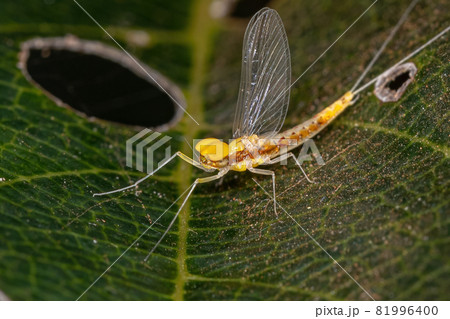 Adult Male Small Mayfly Adult Male Small Mayfly 81996400