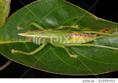 Conehead Katydid Nymph 81996403