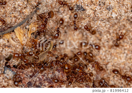 Adult Fire Ants 81996412